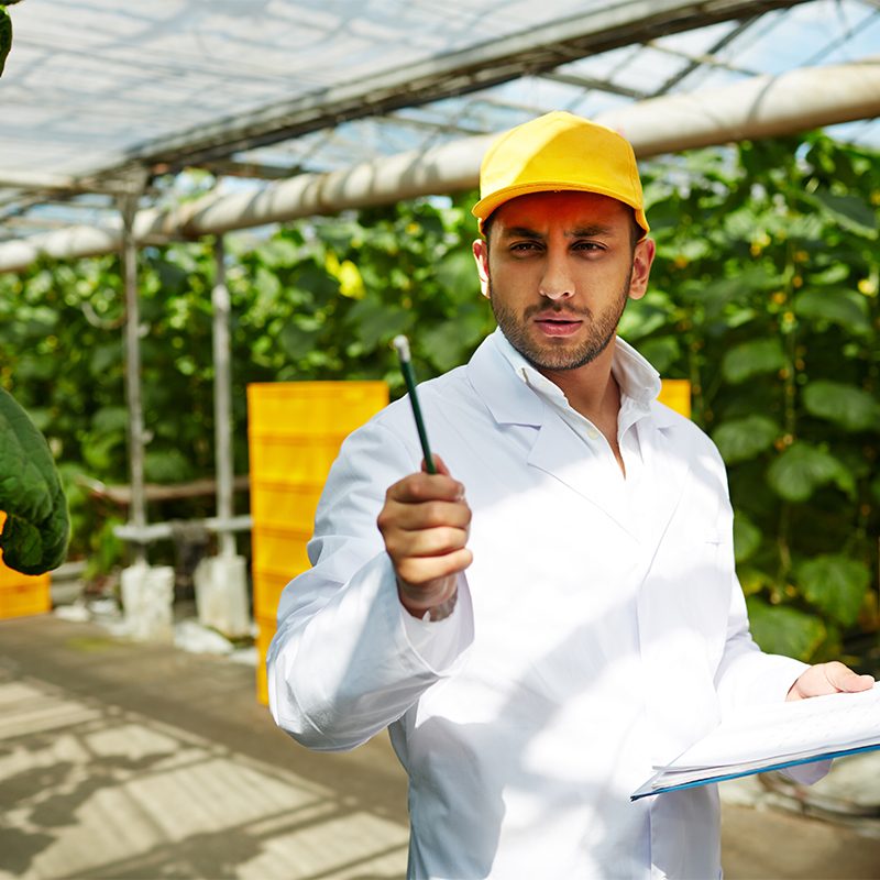 Farming specialist in uniform pointing at green vegetation in hothouse
